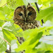 Tawny Owl 4-Edit.jpg