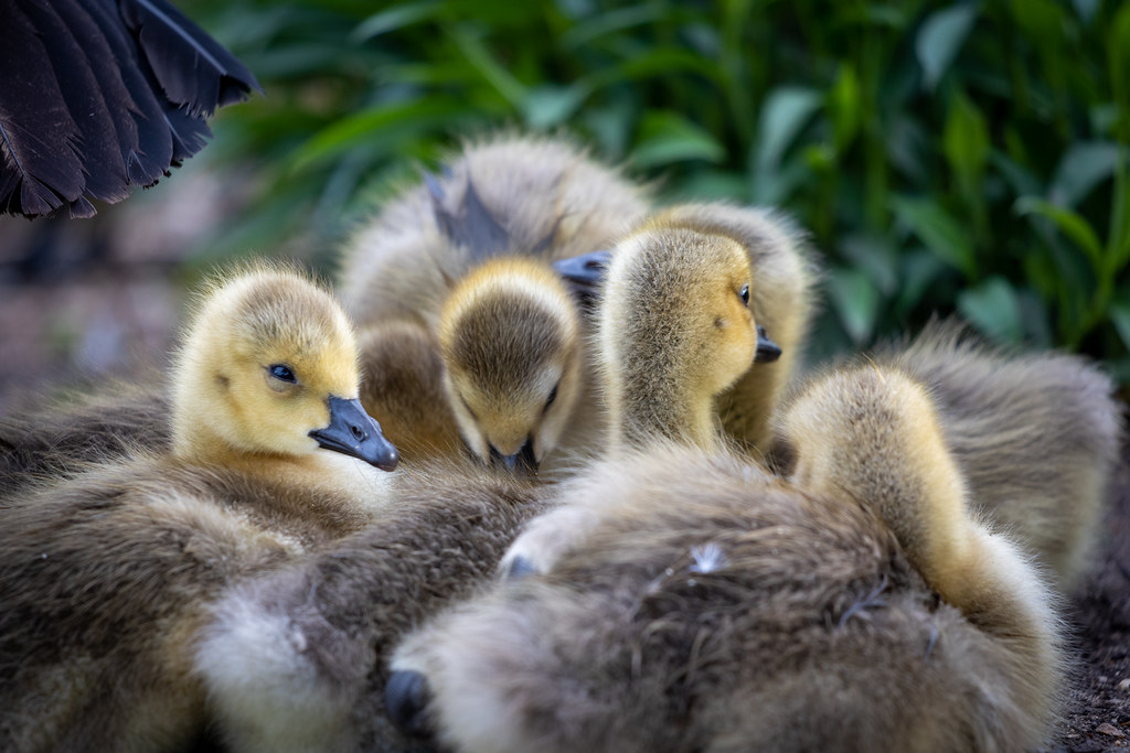 Pile of goslings