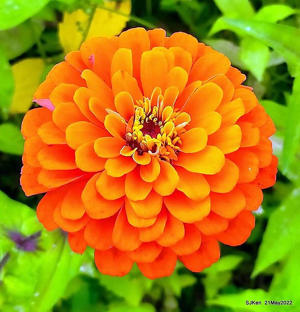 「大佳河濱公園花海」 (Cosmos, African Marigold, sunflower and Pennisetum alopecuroidesat Dajia Riverside Park), Taipei, Taiwan, May 21, 2022.
