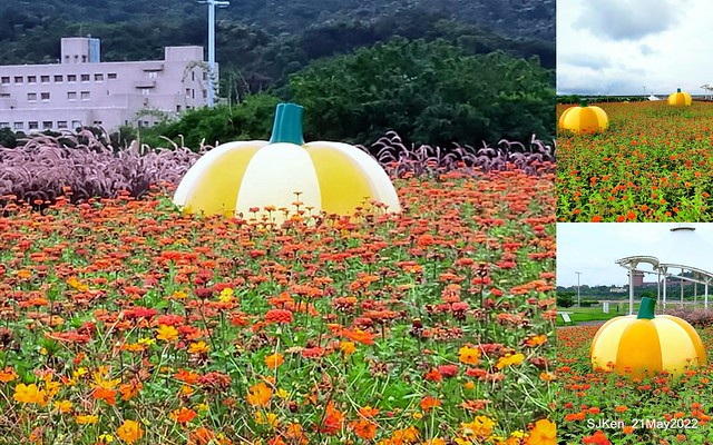 「大佳河濱公園花海」  (Cosmos, African Marigold, sunflower and Pennisetum alopecuroidesat Dajia Riverside Park), Taipei, Taiwan, May 21, 2022.