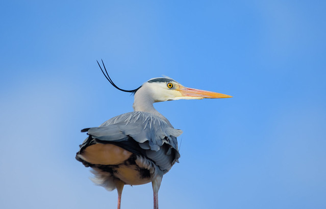 blue heron