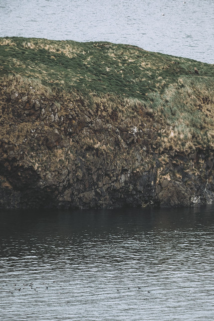 White-tailed eagle and Puffins
