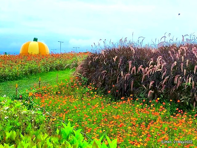 「大佳河濱公園花海」  (Cosmos, African Marigold, sunflower and Pennisetum alopecuroidesat Dajia Riverside Park), Taipei, Taiwan, May 21, 2022.