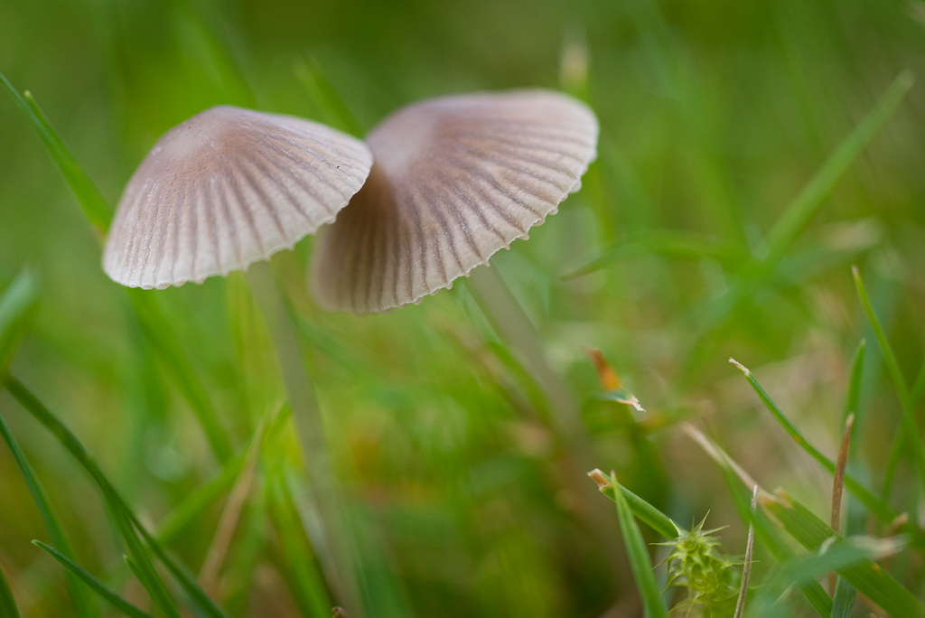 Little mushrooms in the grass