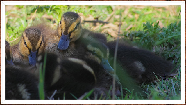 Little Mallard Ducklings @ RSPB Titchwell Norfolk