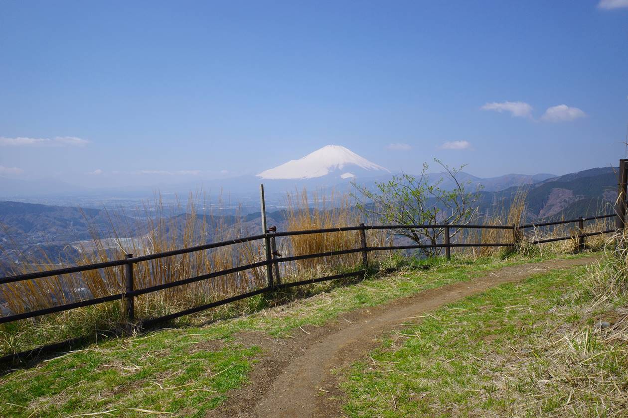 【丹沢】大野山 桜とミツマタ咲く春の登山