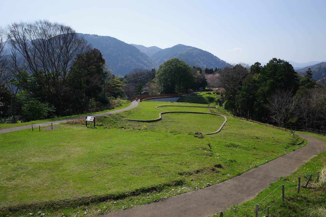 【丹沢】大野山 桜とミツマタ咲く春の登山 河村城跡