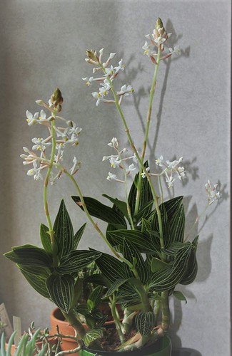 Ludisia discolor - orchidée terrestre, orchidée-bijou - Page 2 52090960308_1975e51bc0