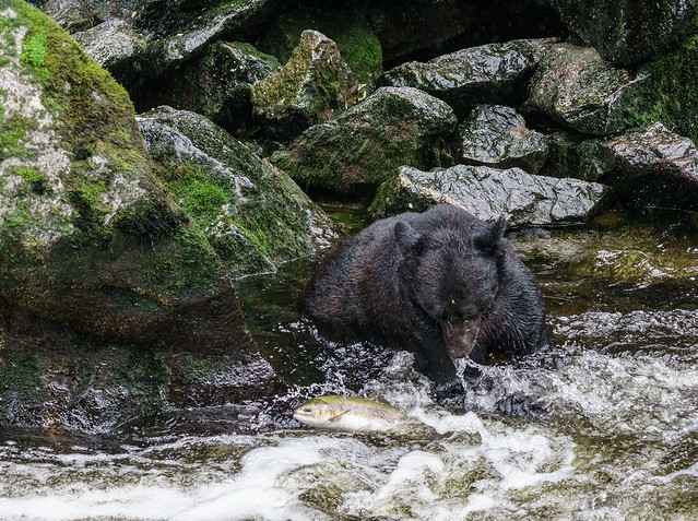 Black Bear’s Unsuccessful Attempt to Catch Salmon – Alaska 115