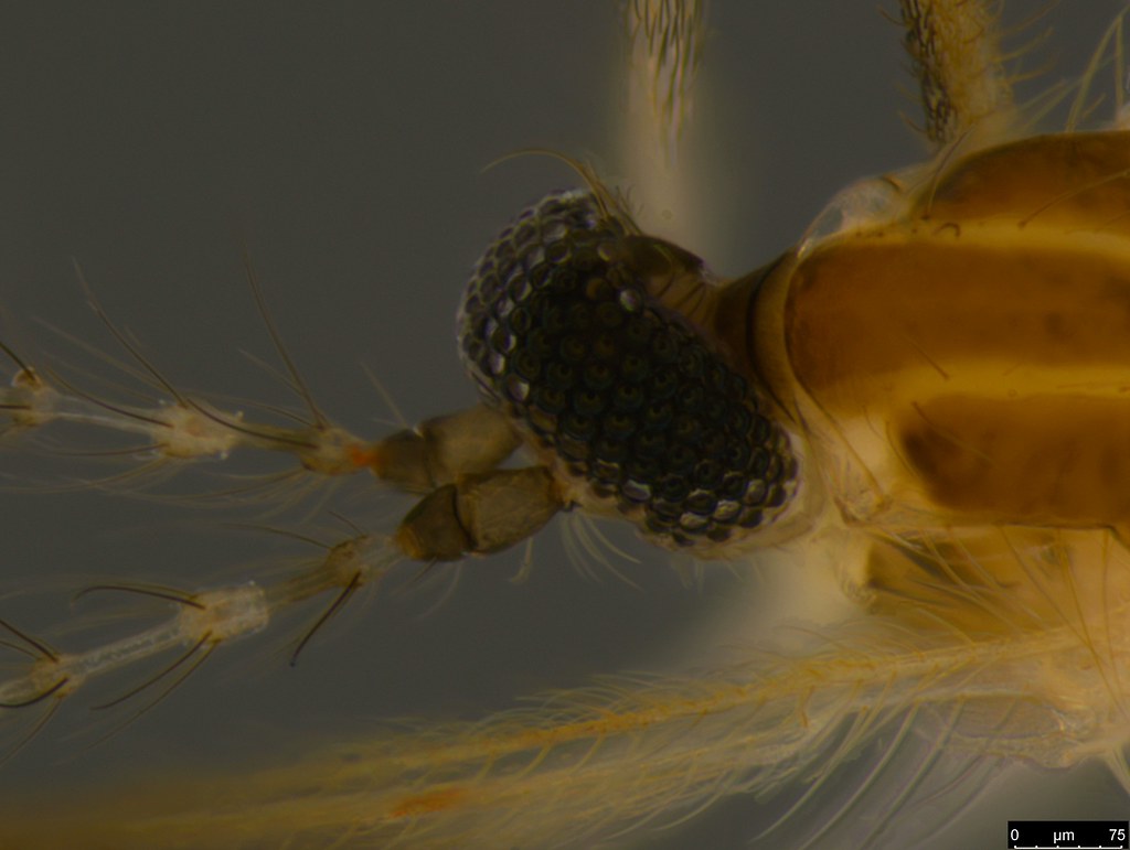 1c - Diptera sp.
