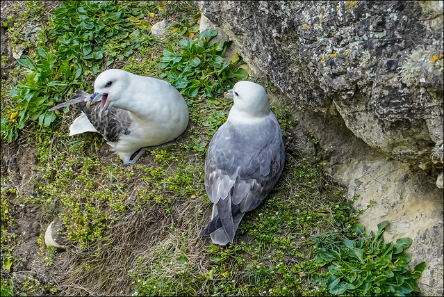 Gulls guarding a nest /2