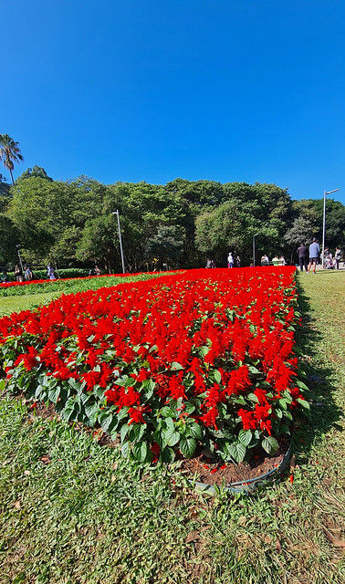Red flowers in the Park
