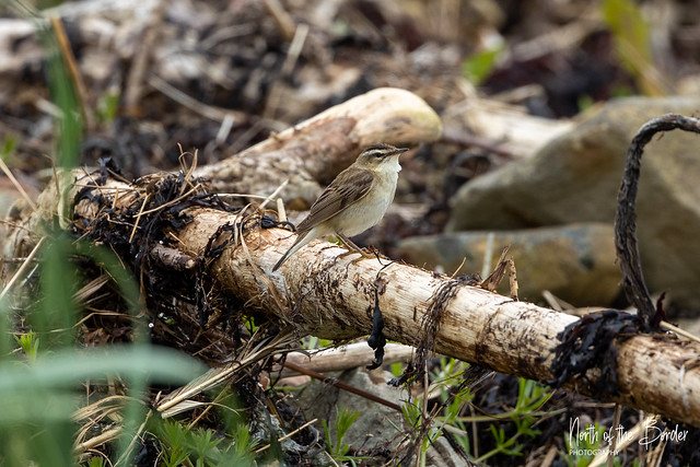 Birds and Wildlife of Anstruther