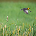 Yellow-headed blackbird 2
