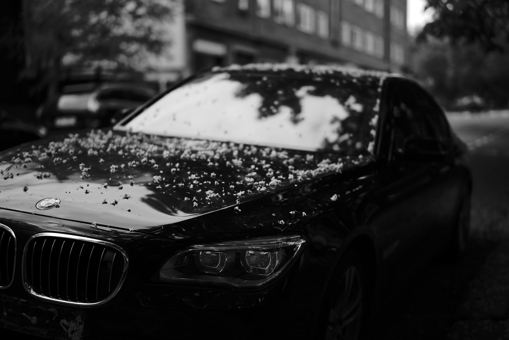 Small flowers on an BMW