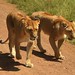 Two lionesses walk right by our vehicle (Masai Mara National Reserve)