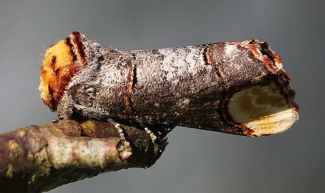 Buff-tip Moth -  Phalera bucephala 220522 (3)