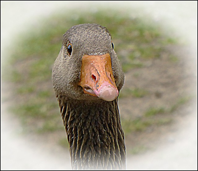 Goose Portrait ..