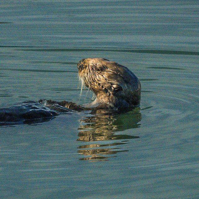 Sea Otter Sunning Portrait-747416.jpg