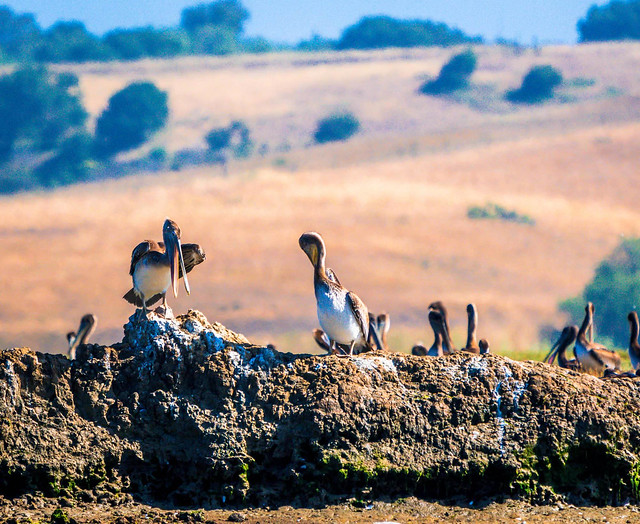 Pelicans on the Shoreline