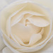 Creamy White Rose, 12.17.18