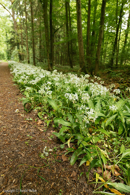 Wild garlic in forest