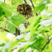 Tawny Owl 24-Edit.jpg