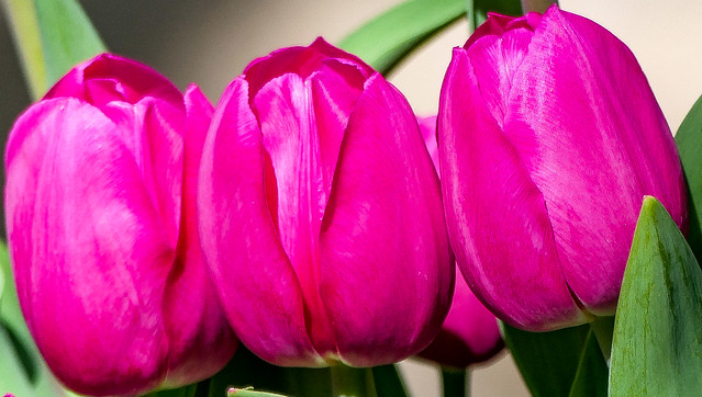 Tulip triplets