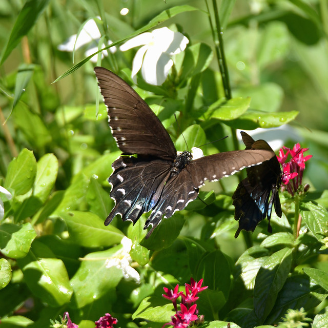 Pipevine swallowtails