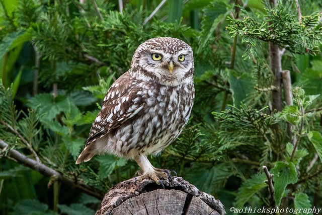Little Owl - wild