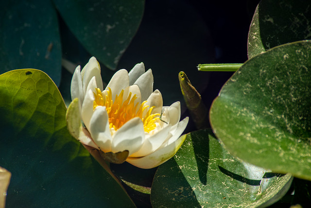 OPEN MINDED WATER LILY