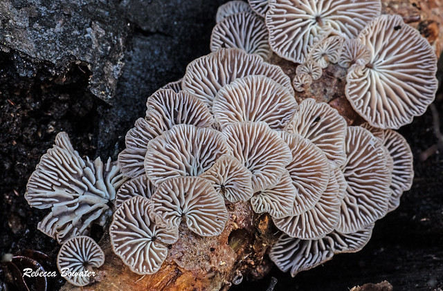Fungi Patterns of Gymnopus species