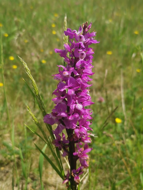Male orchid near Szczytna