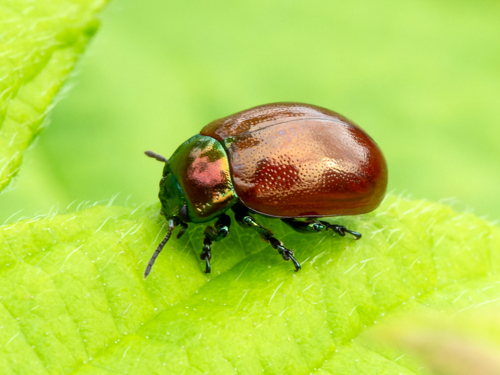 Chrysolina polita - Knotgrass Leaf Beetle