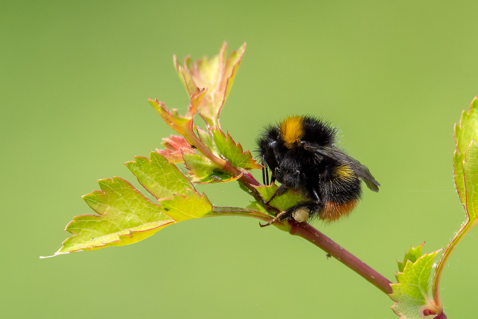 Early Bumblebee - Bombus pratorum