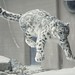 Snow leopard Sizim