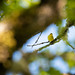 Yellow warbler Finley