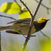 Black-Throated Green Warbler (Dendroice virens)