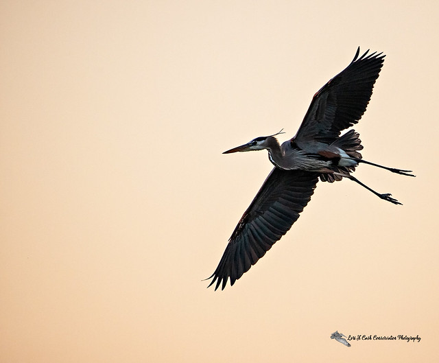 Great Blue Heron in Flight at Dawn