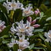 Rhododendron 2022 04 30 01