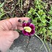 First flower- a violet of some kind?