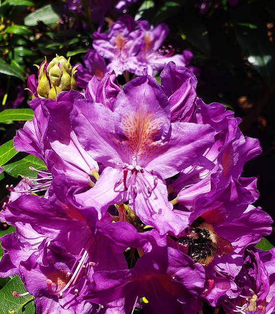 D25399.  Rhododendron and bee.