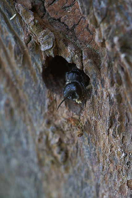 Digger wasp emerging from nest hole