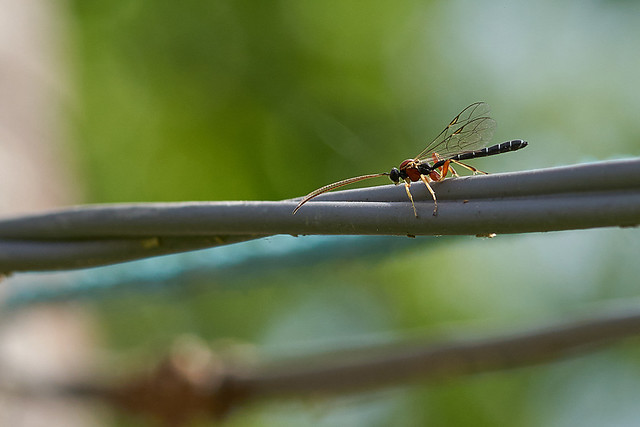 Male Ichneumon wasp on the wire