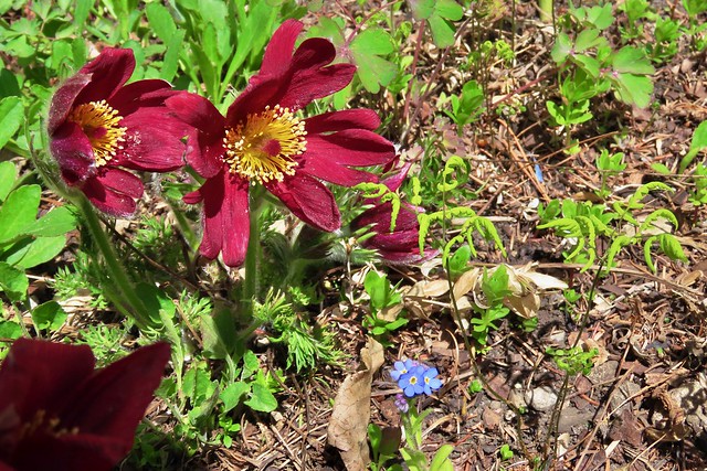 2022-8-142 - Red Pasque Flower, and friends