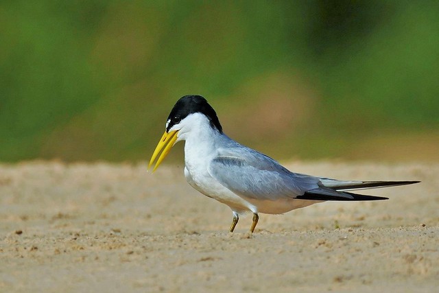Yellow-billed Tern  (Sternula superciliaris)