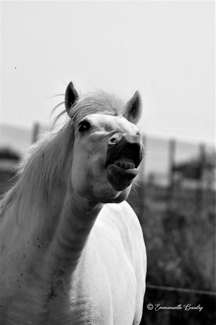 Colère équine - Equine Angry
