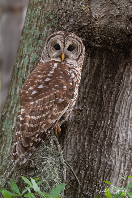 Barred Owl | Strix varia | 2022 - 10