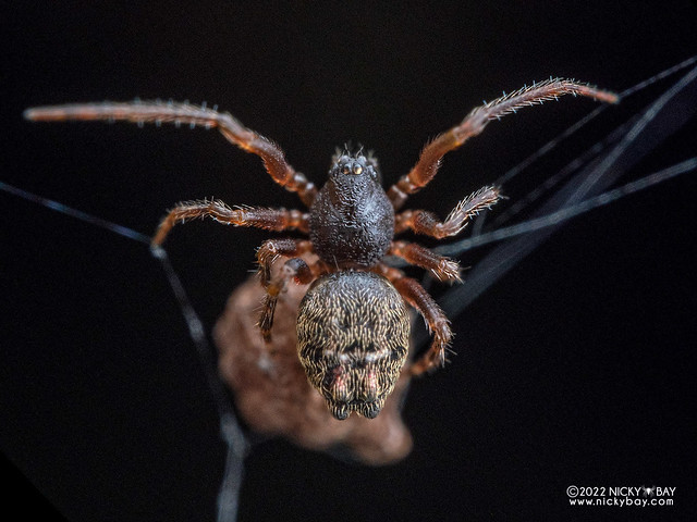 Comb-footed spider (Dipoenura sp.) - P3121774