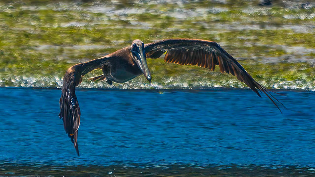 Brown Pelican in Low Flight-115764-2.jpg